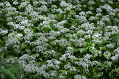 Allium ursinum