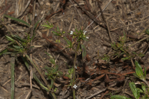 Oldenlandia corymbosa var. caespitosa image