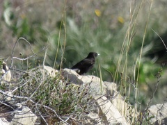 Oenanthe leucura