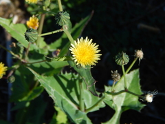 Sonchus oleraceus
