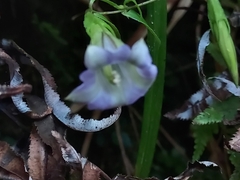 Tripterospermum lanceolatum