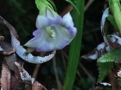 Tripterospermum lanceolatum