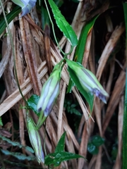 Tripterospermum lanceolatum