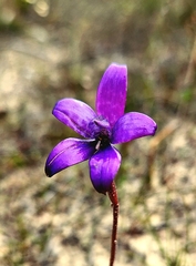 Elythranthera brunonis