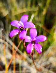 Elythranthera brunonis
