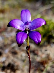 Elythranthera brunonis
