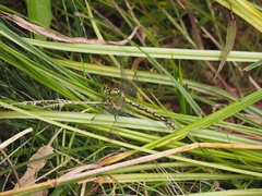 Ophiogomphus cecilia