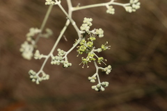 Astrotricha latifolia