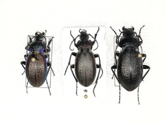 Carabus regalis