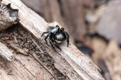 Euophryini