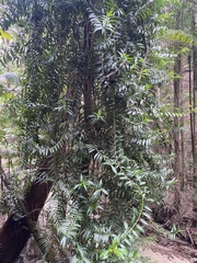 Freycinetia scandens