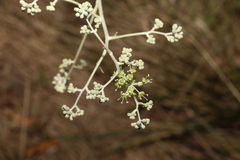 Astrotricha latifolia