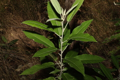 Astrotricha latifolia