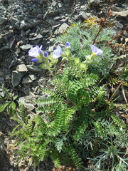 Polemonium boreale