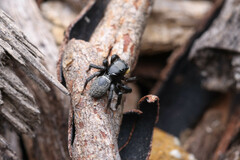 Euophryini