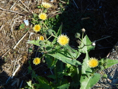 Sonchus oleraceus