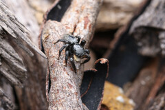Euophryini