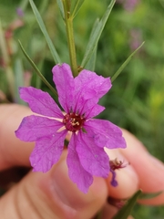 Lythrum virgatum