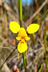 Diuris concinna
