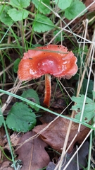 Leratiomyces ceres
