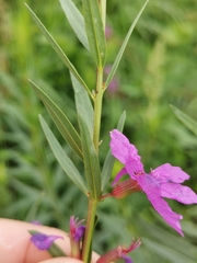 Lythrum virgatum
