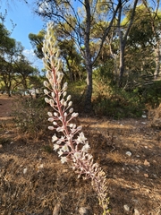 Drimia numidica
