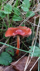 Leratiomyces ceres
