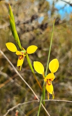 Diuris concinna