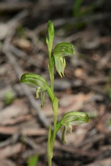 Pterostylis diminuta