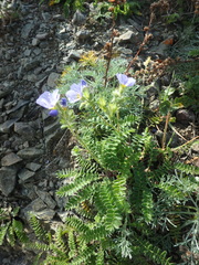 Polemonium boreale