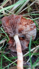 Leratiomyces ceres