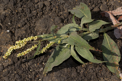 Persicaria senegalensis f. albotomentosa image