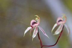 Caladenia cardiochila