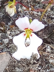 Stylidium calcaratum