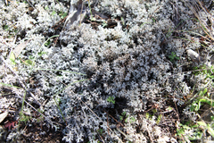 Pulchrocladia retipora