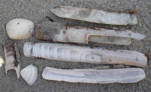 Ensis siliqua