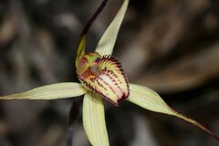 Caladenia fulva