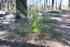 Xanthorrhoea johnsonii