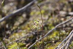 Caladenia stricta