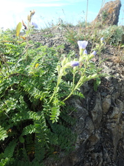 Polemonium boreale