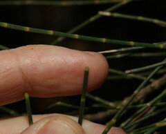 Casuarina cristata