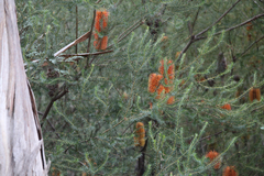 Banksia ericifolia
