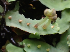 Plagiochasma rupestre