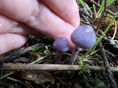 Inocybe lilacina