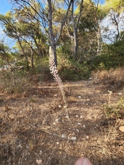 Drimia numidica