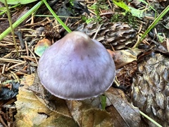 Inocybe lilacina
