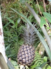 Ananas comosus