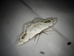 Auzata superba superba