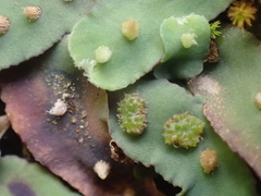 Plagiochasma rupestre