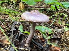 Inocybe lilacina